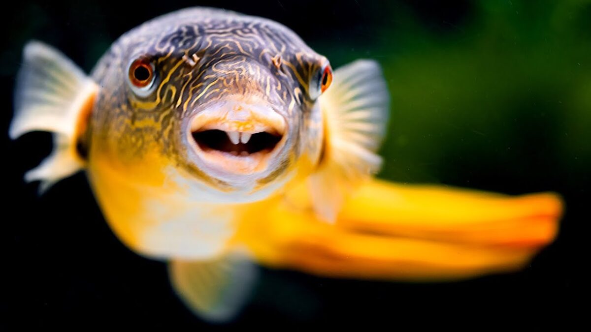 Ikan buntal, Peliharaan Unik Para Pecinta Ikan Hias